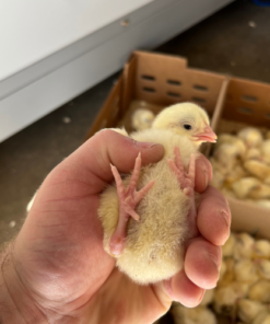Day Old Chicks