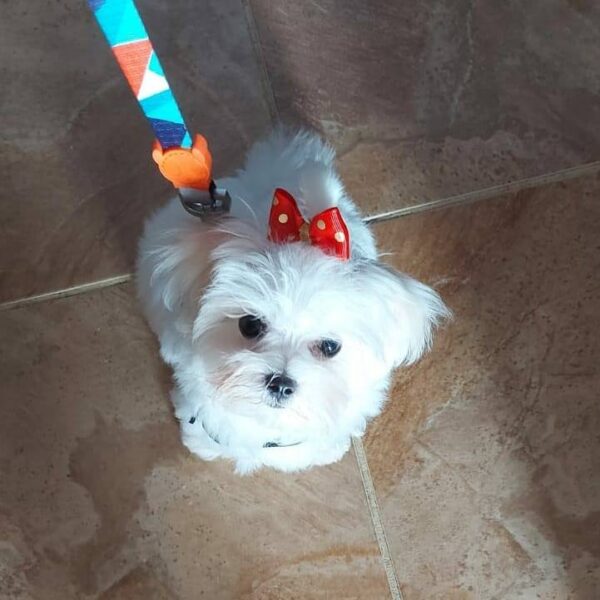 Female Maltese Puppy for Rehoming – R3500 - Image 4