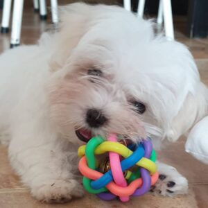 Female Maltese Puppy for Rehoming – R3500