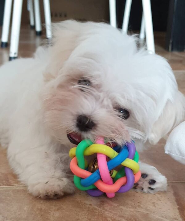 Female Maltese Puppy for Rehoming – R3500