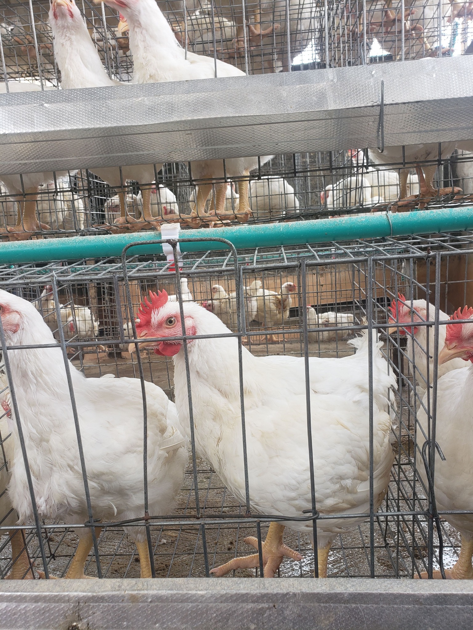 Broiler Chickens For Sale š - Image 3