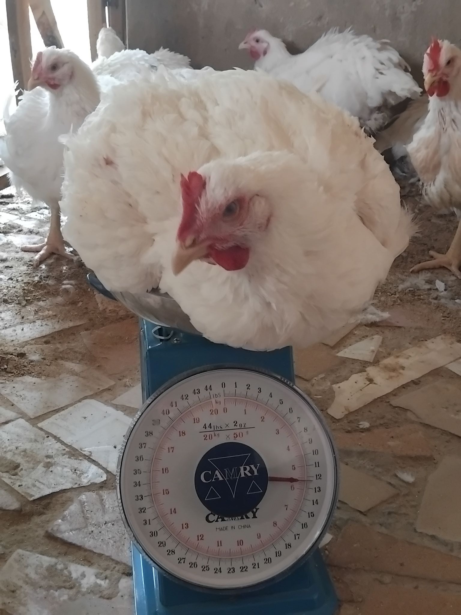 Broiler Chickens For Sale š - Image 4