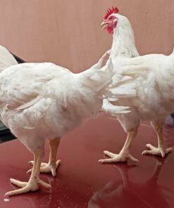 Broiler Chickens For Sale 🐔