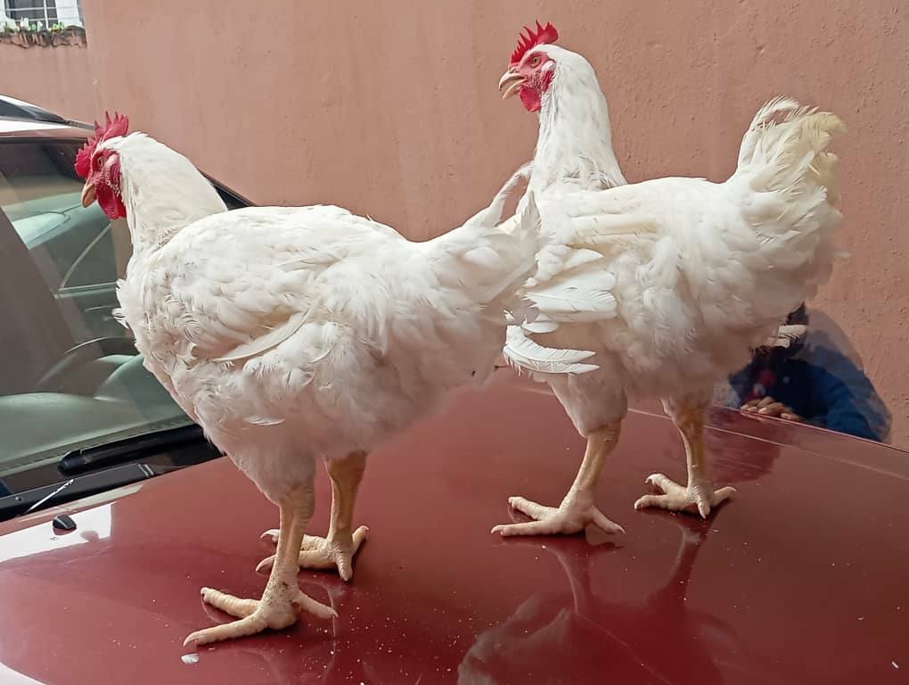 Broiler Chickens For Sale š