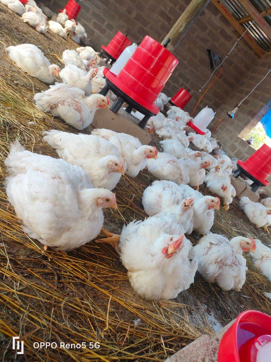 Broiler Chickens For Sale š - Image 5