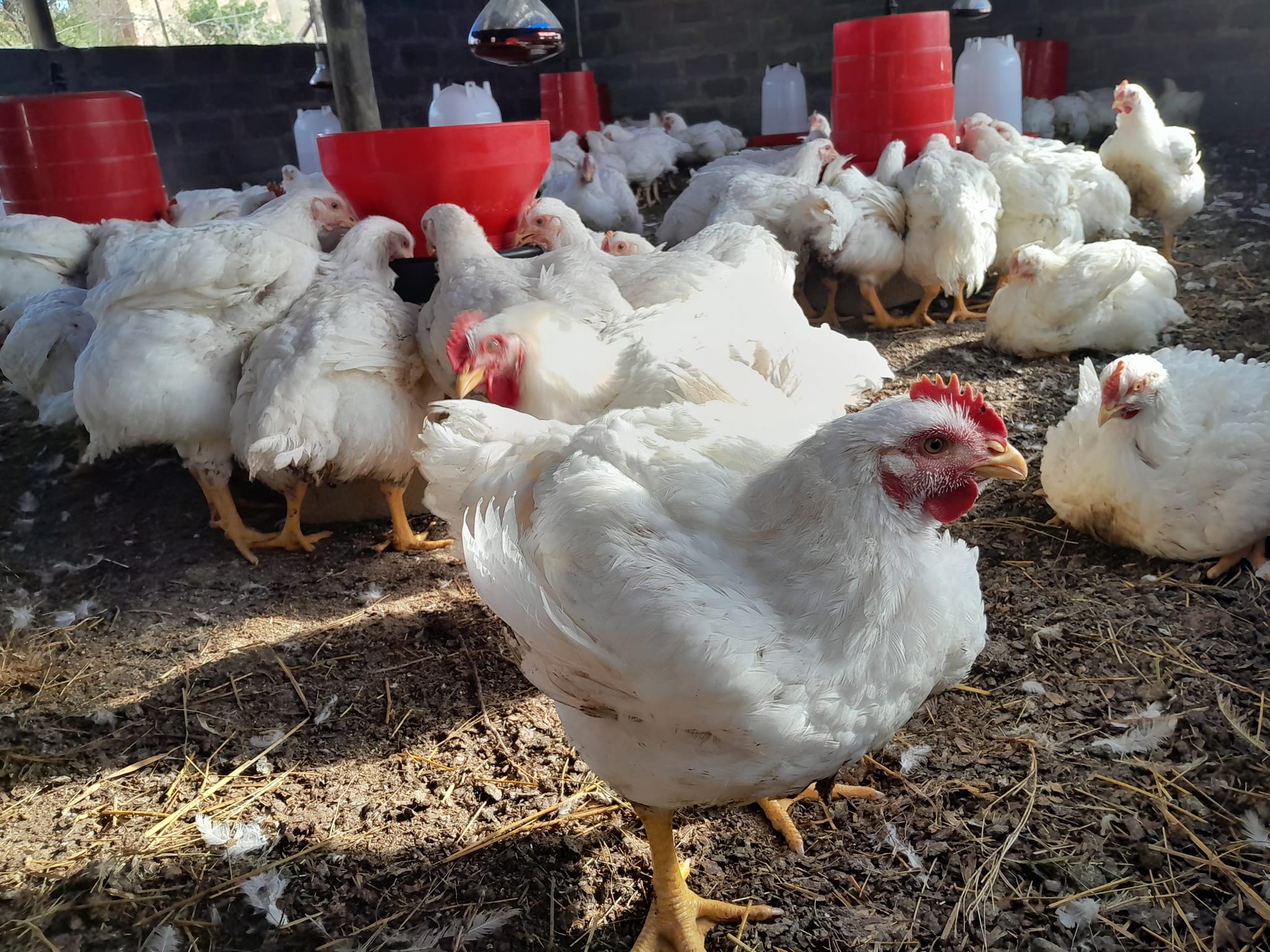 Broiler Chickens For Sale š - Image 2