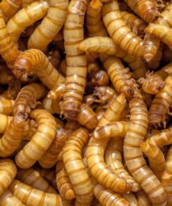Live & Dried Mealworms for Poultry, Birds & Reptiles in South Africa