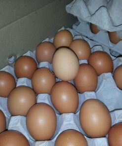 Large (60g)360 eggs a Carton