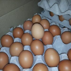 Large (60g)360 eggs a Carton