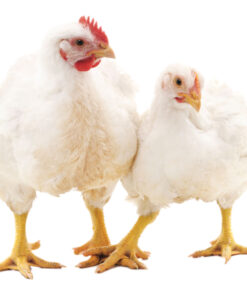 Chicken Broilers