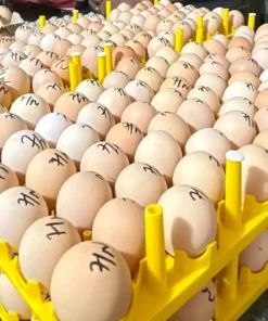 Fertile Eggs (360 per carton): R840