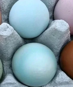 Medium (55g): R160 (15 Dozen = 180 eggs per carton)