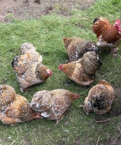 Millefleur Pekin’s For Sale