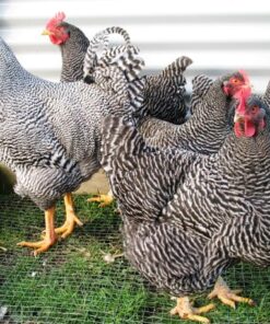 Plymouth Rock (Barred) For Sale