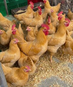 Buff Orpington For Sale