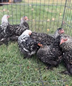 Silver Laced Pekin For Sale