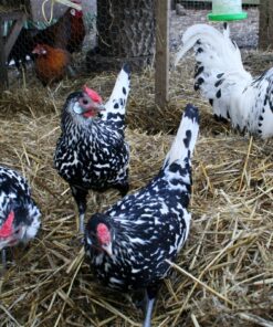 Silver Spangled Thuringian For Sale