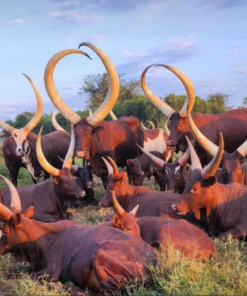 Ankole Cattle For Sale