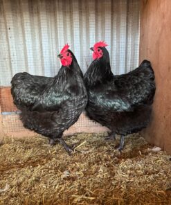 Australorp For Sale