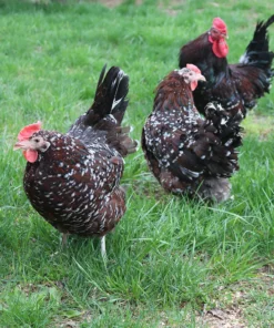 Sussex (Speckled) For Sale