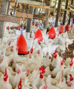 Cornish Chickens For Sale