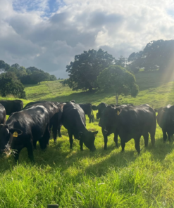 Black Angus Cattle For Sale
