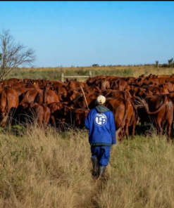 Bonsmara Cows For Sale