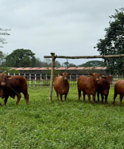 Brangus Cattle Available For Sale