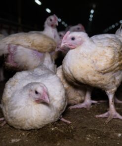Broiler Chickens For Sale