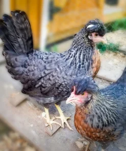 Cream Legbar For Sale