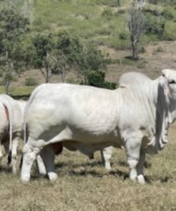 Grey Brahman Cattle For Sale