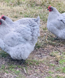 Orpington (Lavender) For Sale