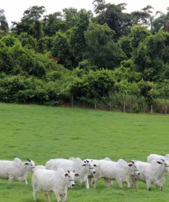 Nelore cattle For Sale