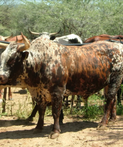 Nguni Cattle For Sale