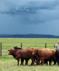 Beefmaster cattle For Sale