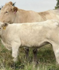 Charolais cattle For Sale