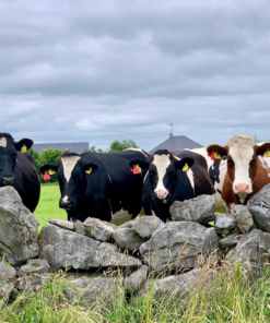 Holstein Friesian cattle For Sale