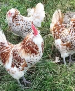 Chamois Thuringian For Sale