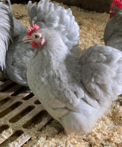 Lavender Pekin’s For Sale