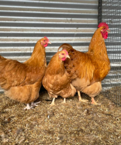 Buff Leghorn For Sale