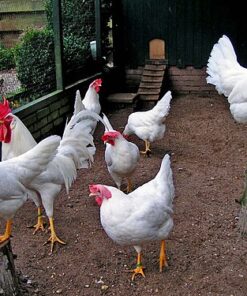 Lemon Leghorn For Sale