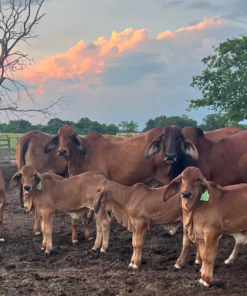 Red Brahman Cattle For Sale