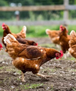 Rhode Island Red For Sale