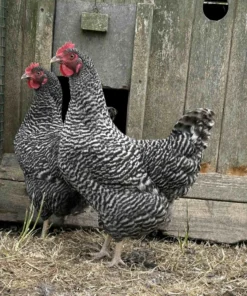 Plymouth Rock (Barred) For Sale
