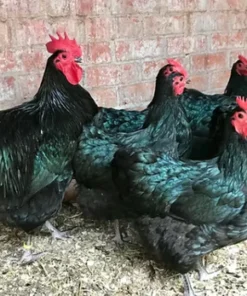 Australorp For sale
