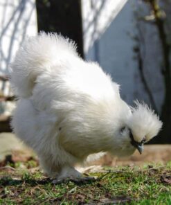 Silkie For Sale