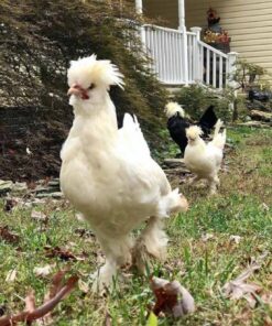 Sultan For Sale