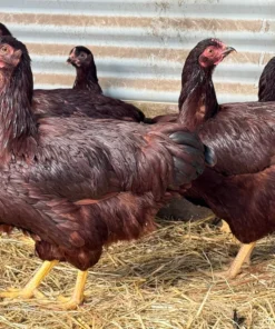 Rhode Island Red For Sale