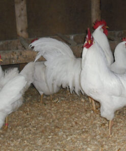 White Leghorn For Sale