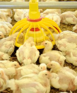 Broiler Chickens For Sale